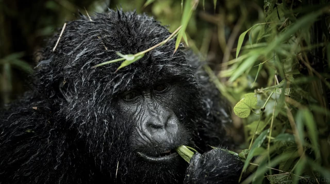 partir en voyage au rwanda calliope travel 1764019642167