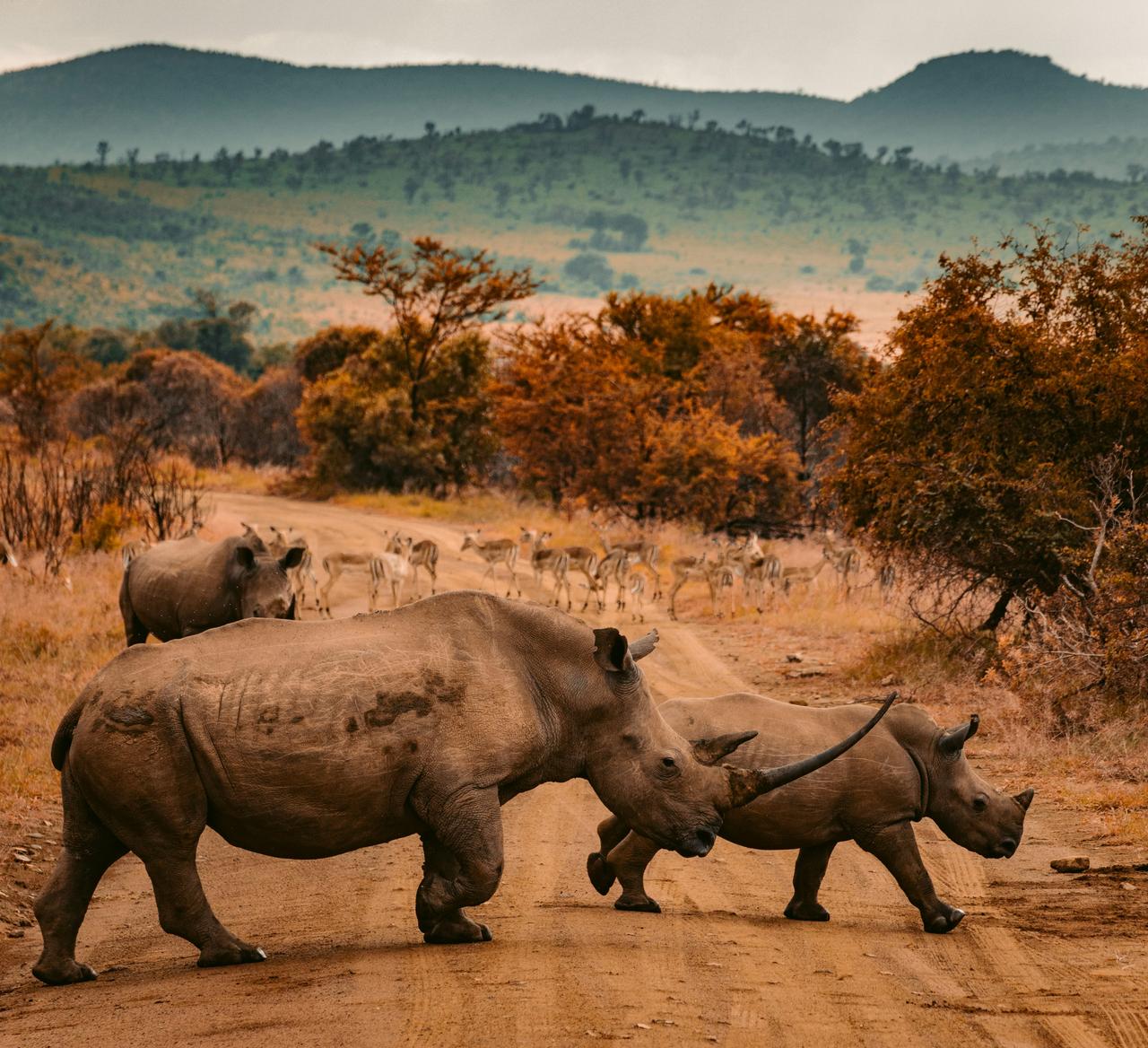 Afrique Du Sud 
