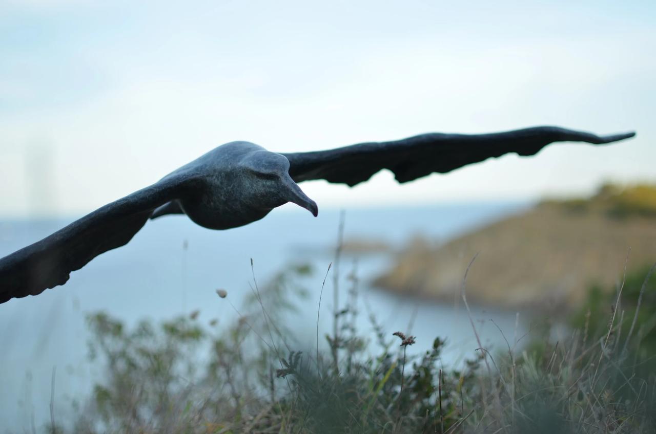 Albatross - Image 1