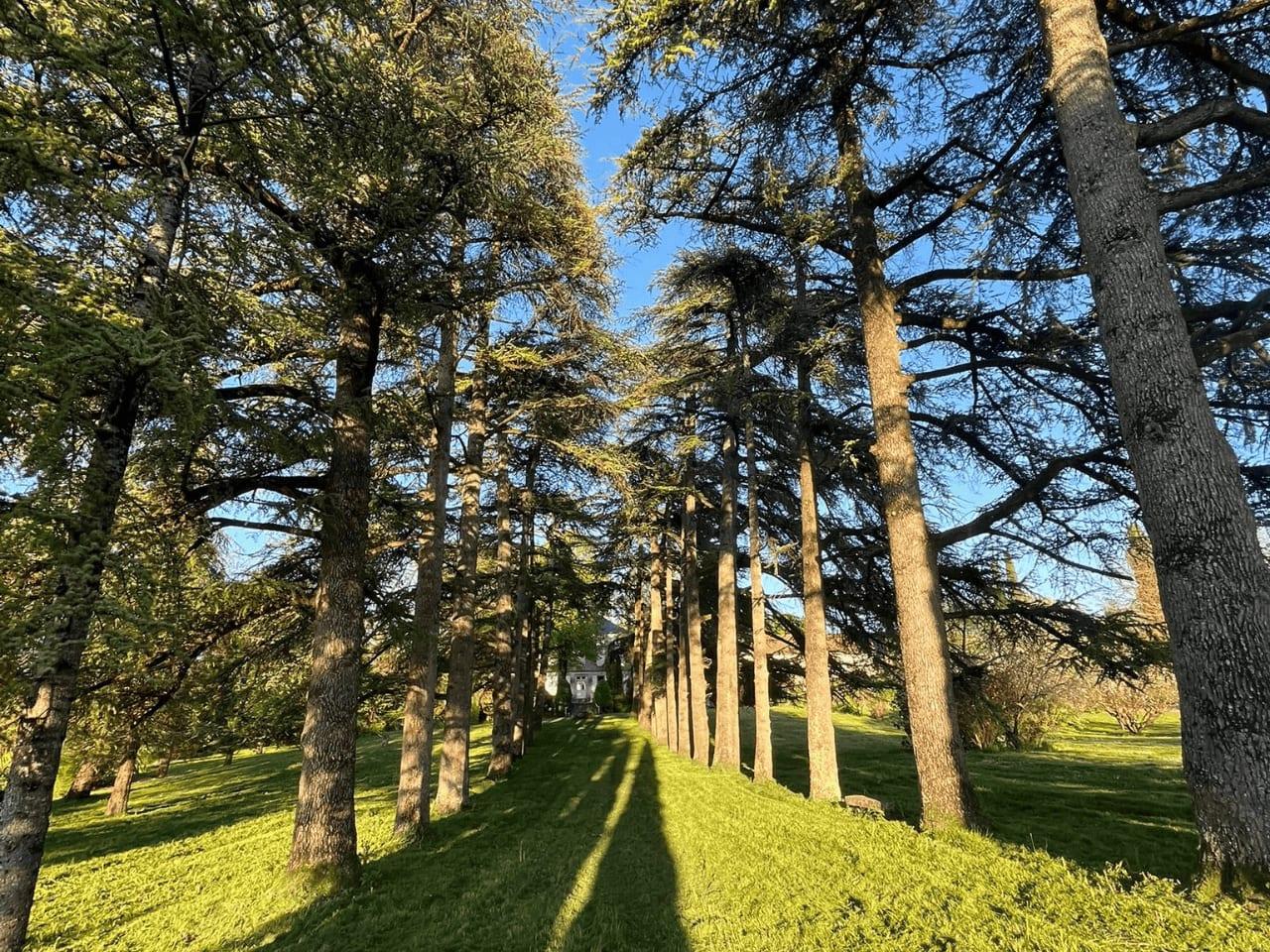 Domaine des Grands Cedres 1