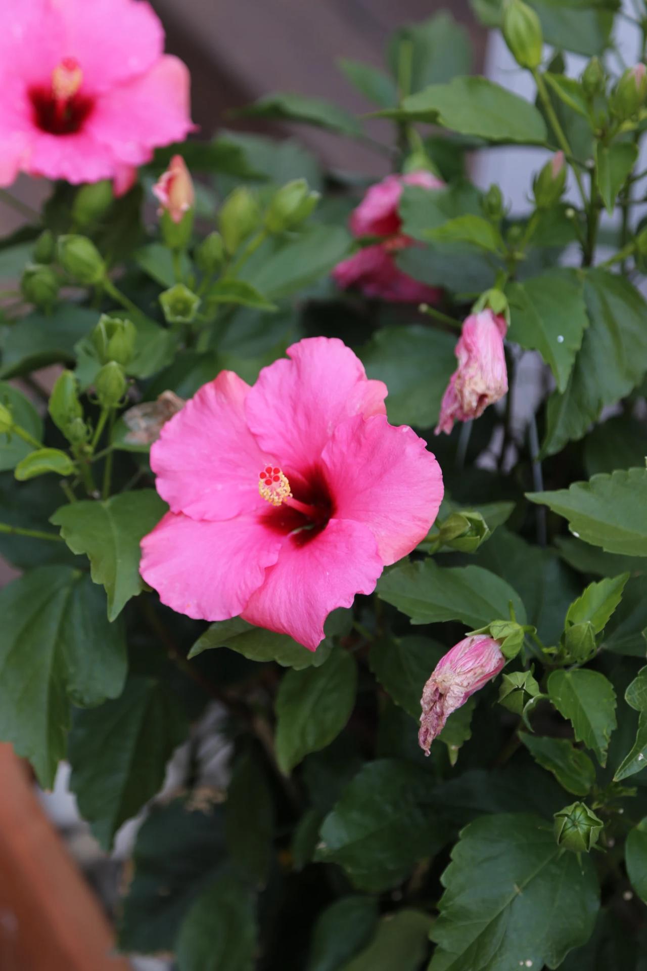 Pink hibiscus flower among green leaves