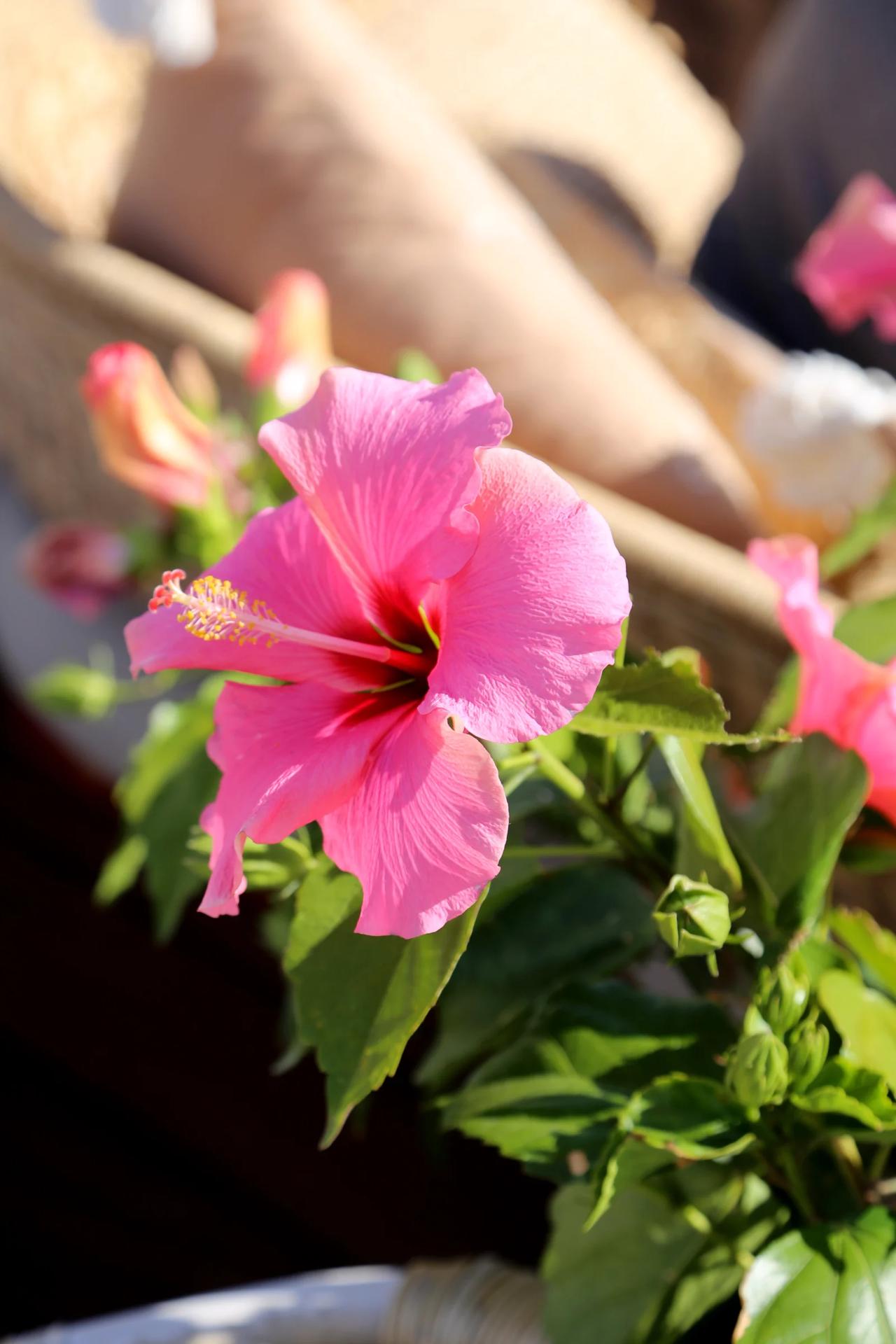 Close-up of a pink hibiscus flower with green leaves.
