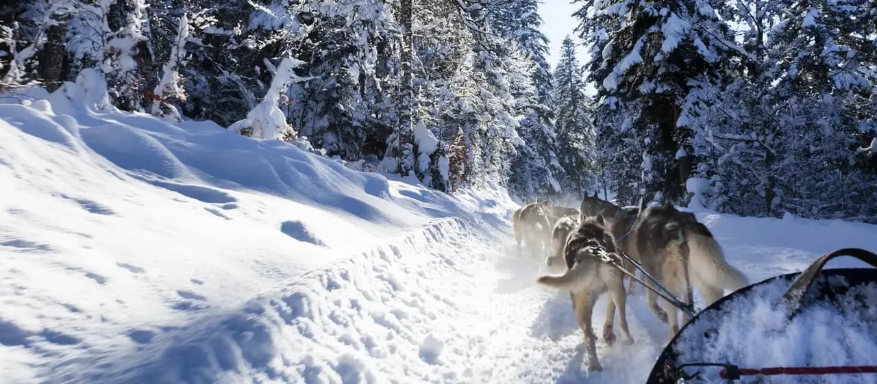Traîneau à chiens dans une forêt enneigée.