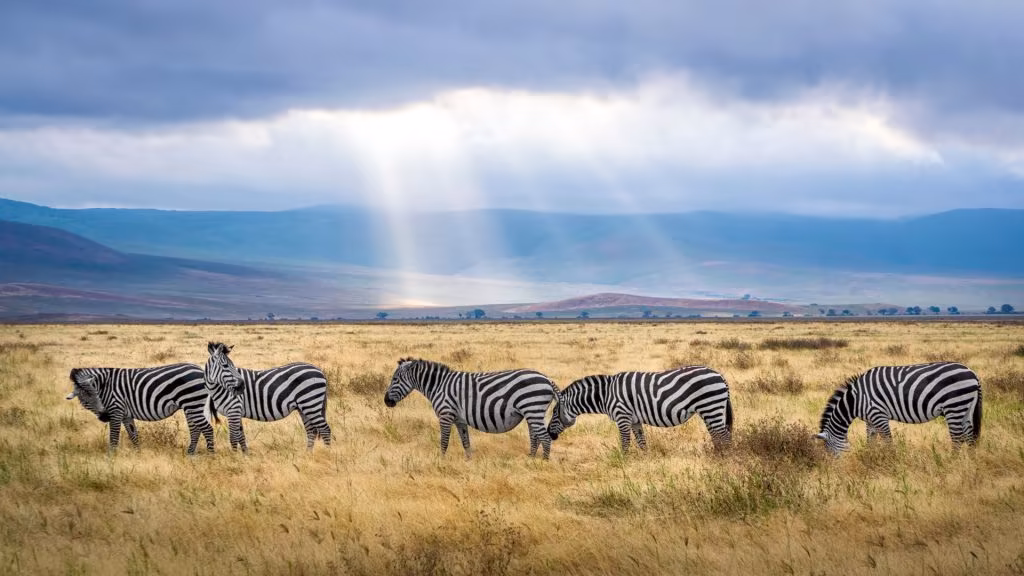 Tanzanie